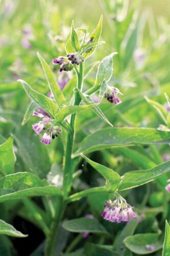 Gardener's Salve: 7 Plants for Healthy Hands